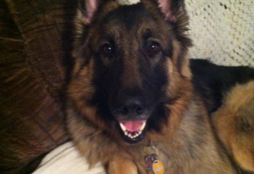 thor dusky dog pet sitting